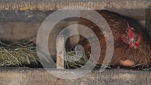 Chicken sitting in the nest and incubating eggs. A chicken sits on a nest and hatches eggs