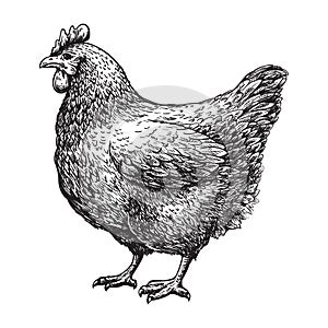 Chicken sketch vector