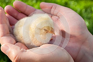 Chicken sleeping