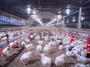 The chicken in the smart farming