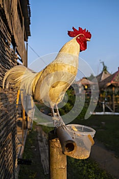 Chicken standing on a log.