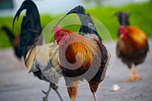 Chicken standing and looking around