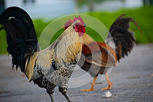 Chicken standing and looking around
