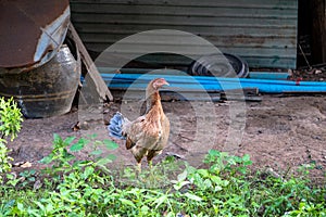 Chicken standing on a rural garden in the countryside. Close up of a chicken standing on a backyard shed with chicken coop
