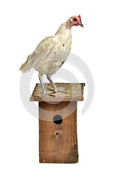 Chicken with starling house