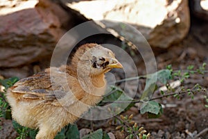 Chicken with a sticktight flea infestation