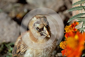 Chicken with a sticktight flea infestation