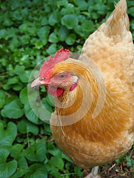 Chicken Strut Closeup Portrait