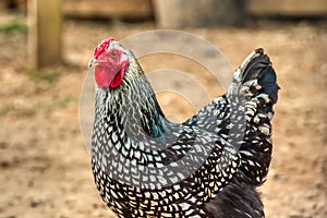 A chicken strutting in the barnyard.