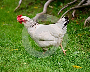Chicken Strutting on a Farm photo