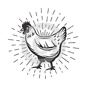 Chicken with sunbursts rays vector illustration