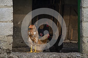 chicken sunset, flock, hens having lunch , Free-range chicken on an organic farm organic