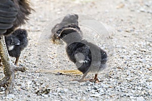 Chicken and tiny chicks, black broodstock and black pups, tiny chicks fed, natural chicken chicks