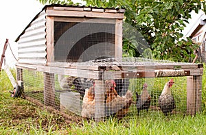 Chicken tractor on grass