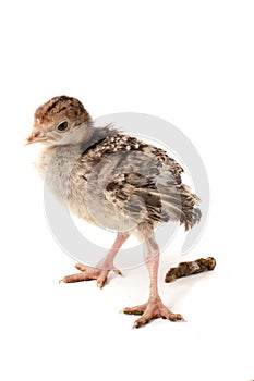 Chicken turkey do a isolated on a white background