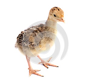Chicken turkey isolated on a white background