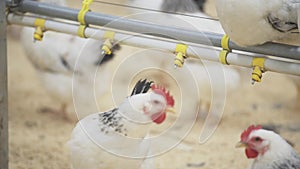 Chicken turns its head to left and right and constantly hangs on paultry farm