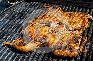 Chicken under a brick with panzanella salad photo