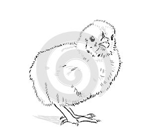 Chicken Vector black and white