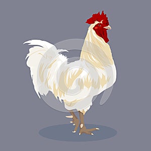 Chicken vector. photo