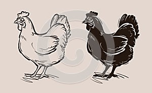 Chicken vector logo. farm, poultry, hen, fowl icon photo