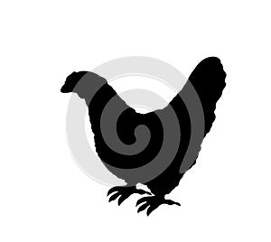 Chicken vector silhouette illustration isolated on white background. Hen symbol.