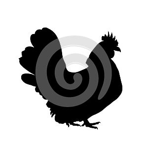 Chicken vector silhouette illustration isolated on white background. Hen symbol.