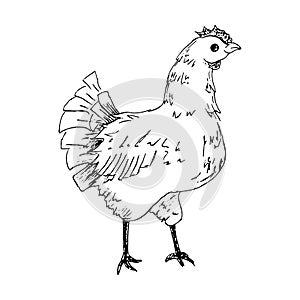 Chicken vector sketch , hand drawn chicken, hen sketch, hand-drawn black and white vector illustration isolated on white