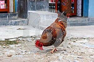 A chicken in a village on the Annapurna Base Camp Trek, Nepal