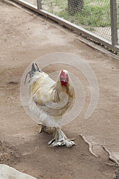 Chicken on walk