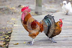 Chicken walk in farm