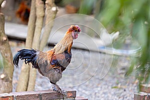 Chicken walk in farm