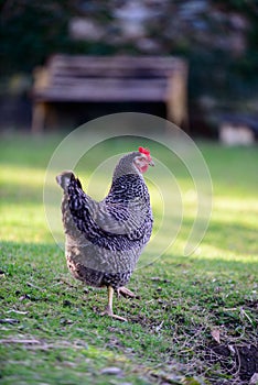 Chicken walking away