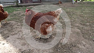 Chicken Walking in Dirt Field