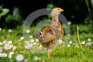 Chicken Walking on Green Grass