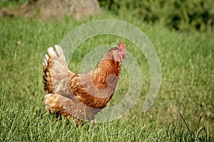 Chicken walking on the ground in Ticonderoga, NY