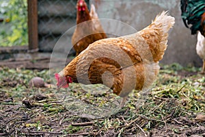 Chicken walking in paddock. Chicken looking for grains while walking in paddock on farm