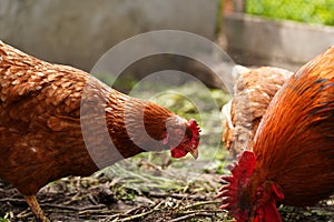 Chicken walking in paddock. Chicken looking for grains while walking in paddock on farm