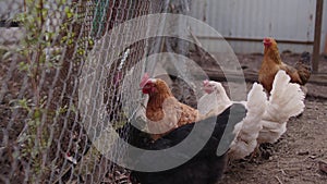 Chicken walking in paddock. Ordinary chickens looking for grains while walking in paddock on farm.