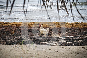 Chicken walking through piles of sargassum algaes at a Caribbean beach, Hopkins, Belize