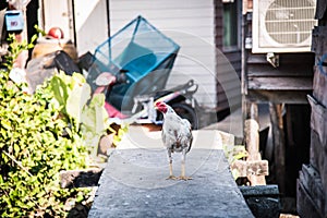 A chicken walks on a Poon Bridge in a community along the canal, Hua Ta Khe Market