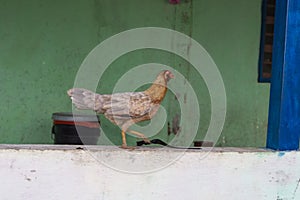 Chicken on a wall in a farm