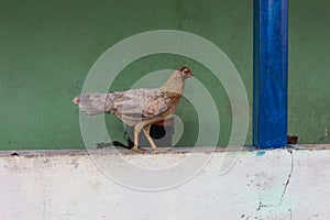 Chicken on a wall in a farm