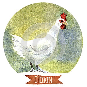 Chicken, watercolor illustration