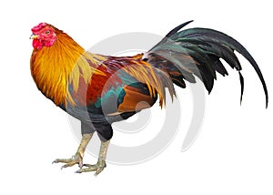 chicken and white background