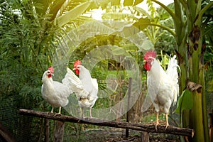 Chicken White Leghorn family in farming garden organic in the backyard.