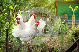 Chicken White Leghorn family in farming garden organic in the backyard.