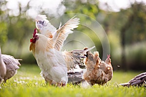 Chicken and white rooster standing on a green grass