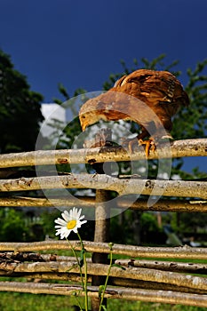 Chicken on Wicker Fence Looking at Flower