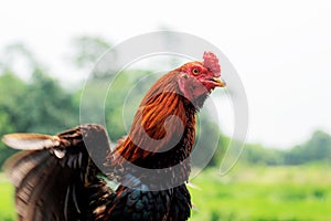 Chicken are wing in farm.